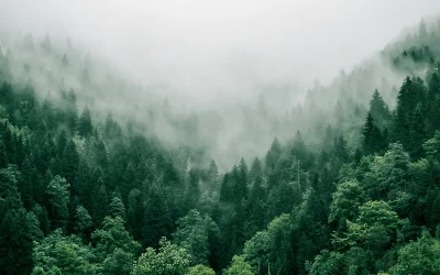 About A Mindful Movement