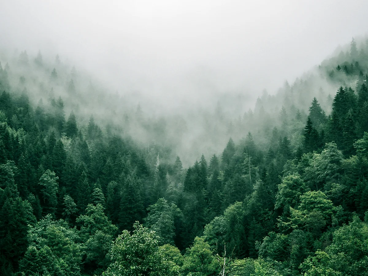 About A Mindful Movement
