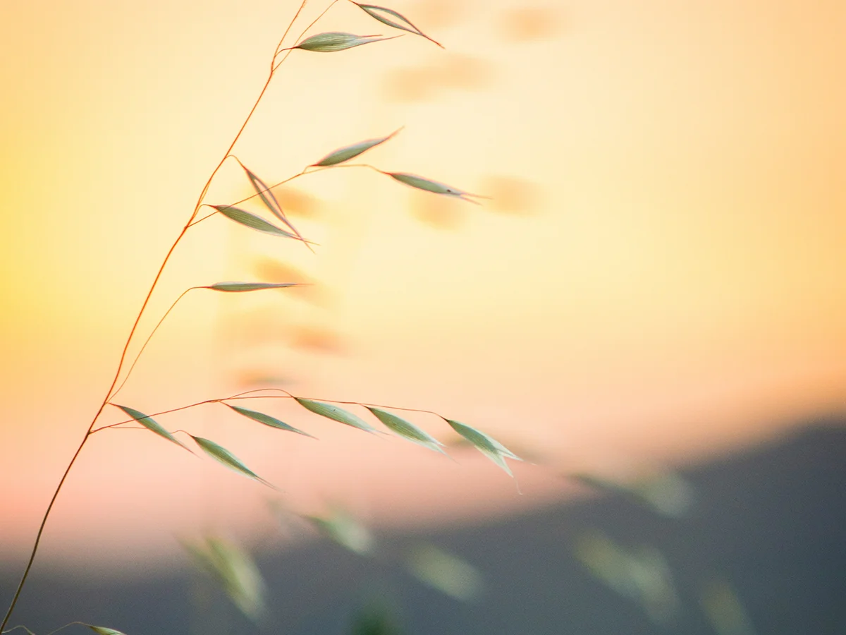 AMindfulMovement-Offerings-Retreats-And-Events